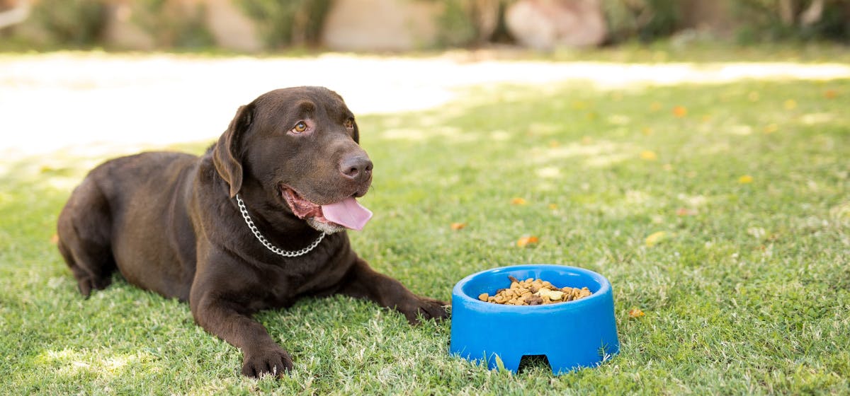 All About Dry Dog Food