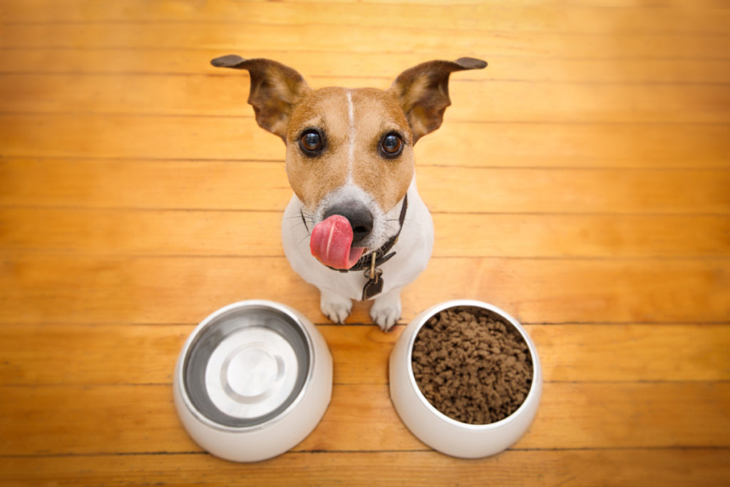 dogs eating dry food