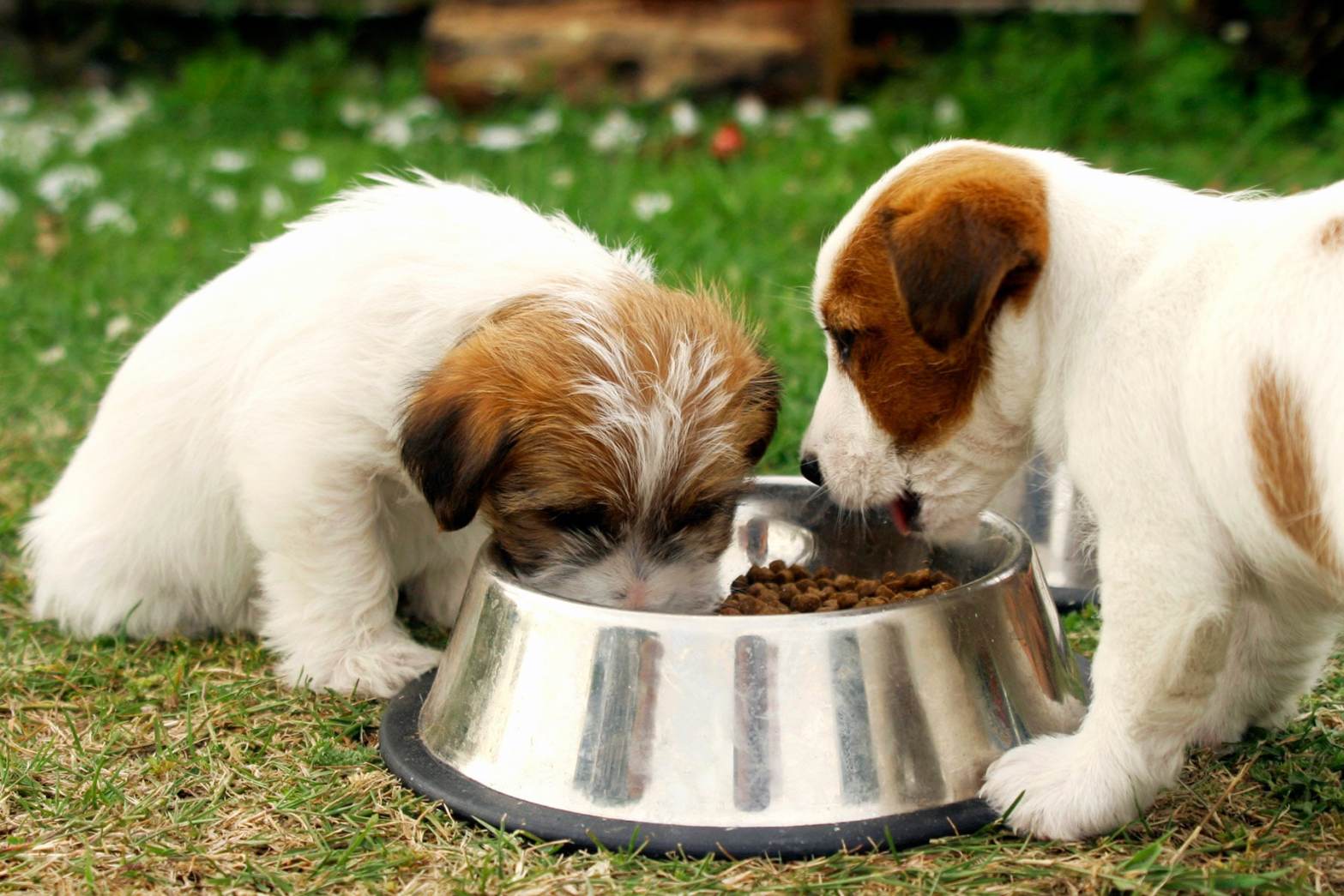 Dogs Eating Healthy Food