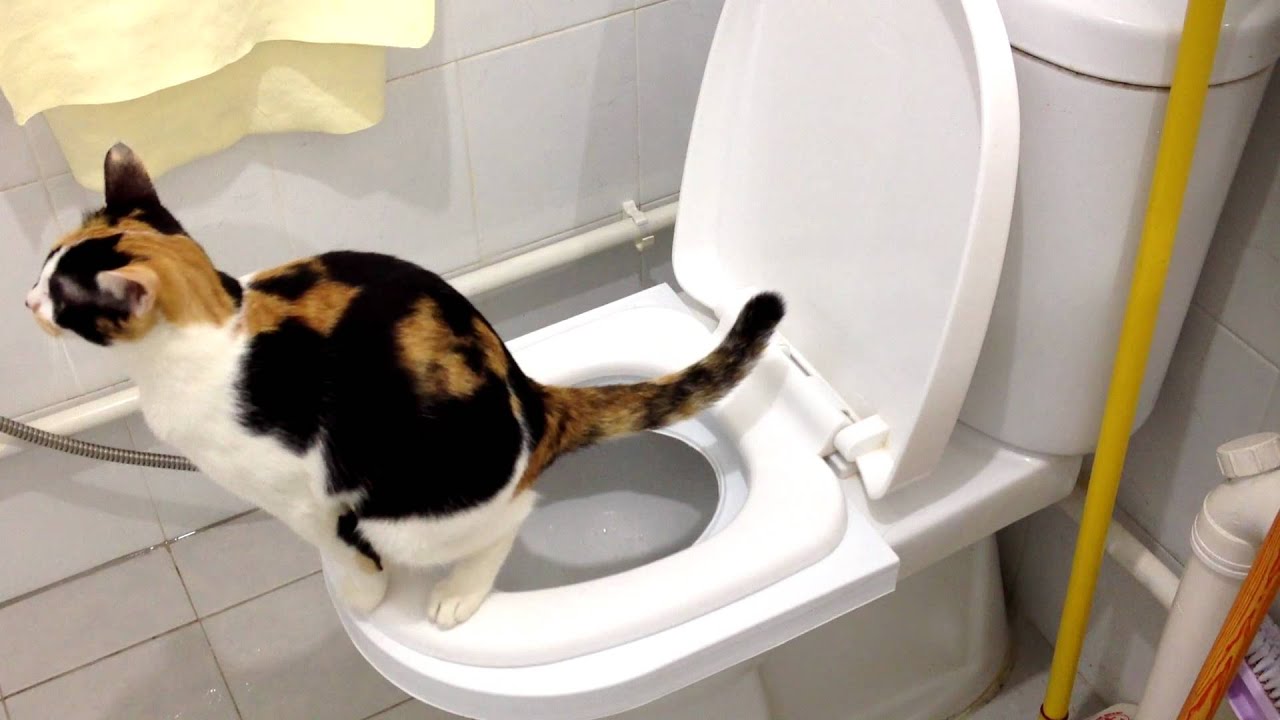Toilet Training A Cat